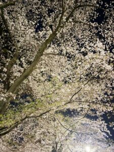 大宮公園の夜桜