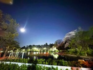 大宮公園の夜桜